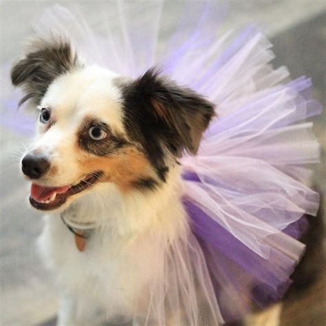 tutu dress for dogs|dog tutu football dress.